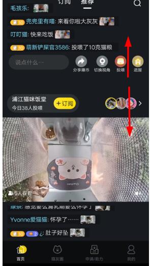 哈啰街猫
