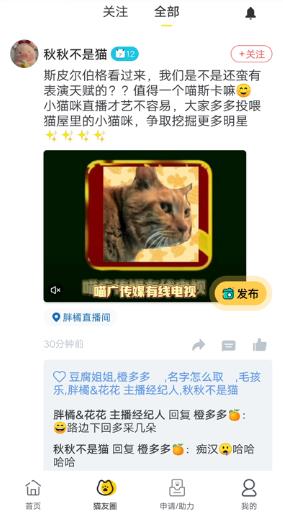哈啰街猫