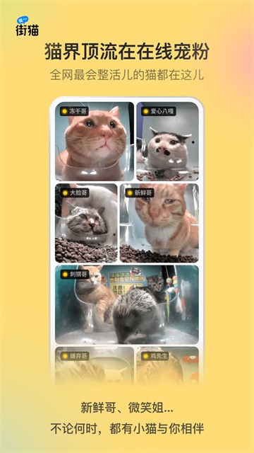 哈啰街猫截图1
